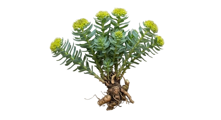 Rhodiola rosea root extract ingredient